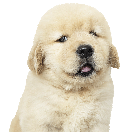 Adorable golden retriever