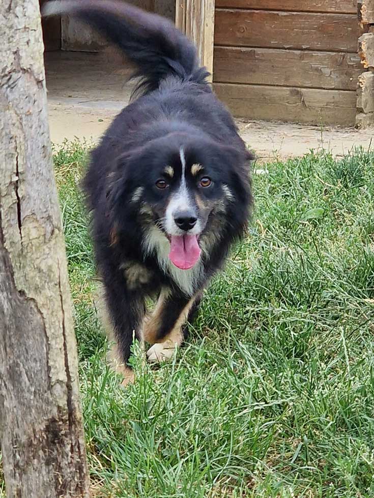 Berger américain noir