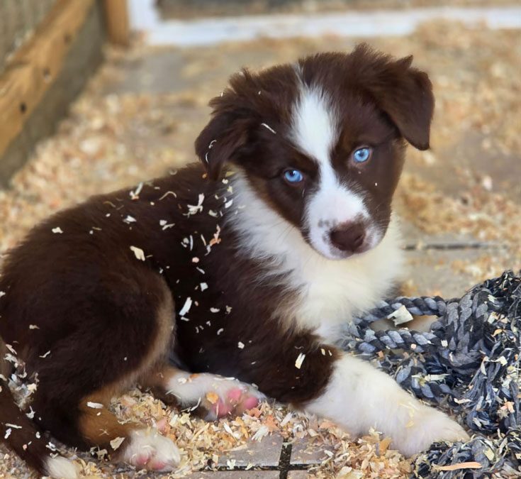 Berger Australien chiots