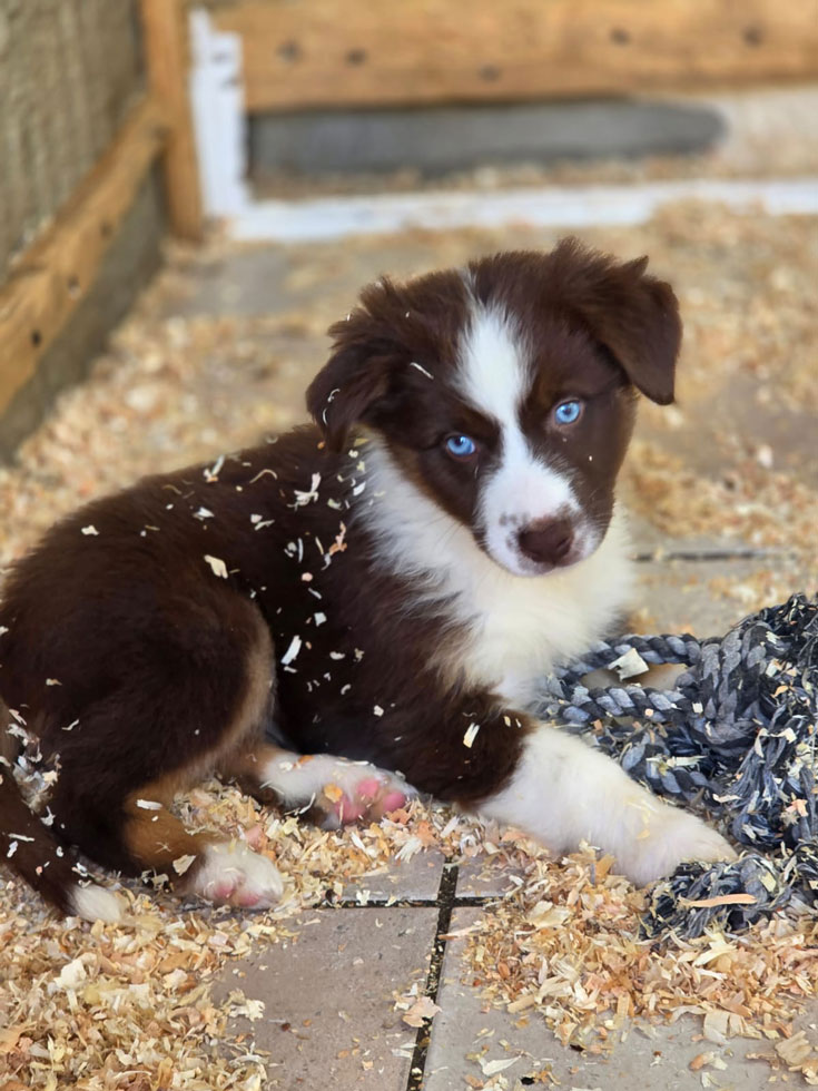 Berger Australien rouge tricolore