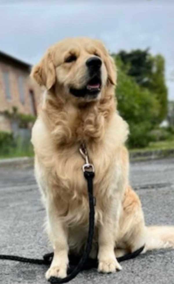 Golden retriever avec une laisse
