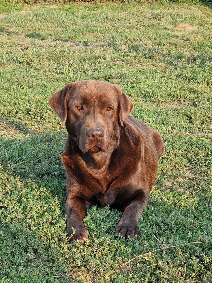 Labrador chocolat