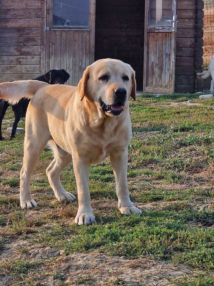Élevage Labrador Auch