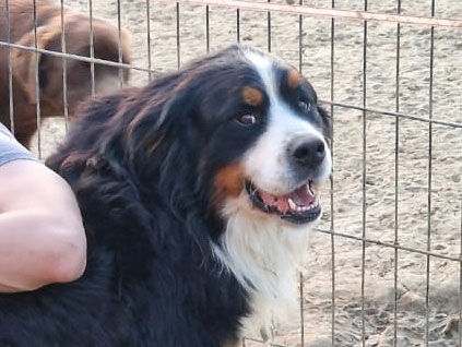 Portrait bouvier bernois