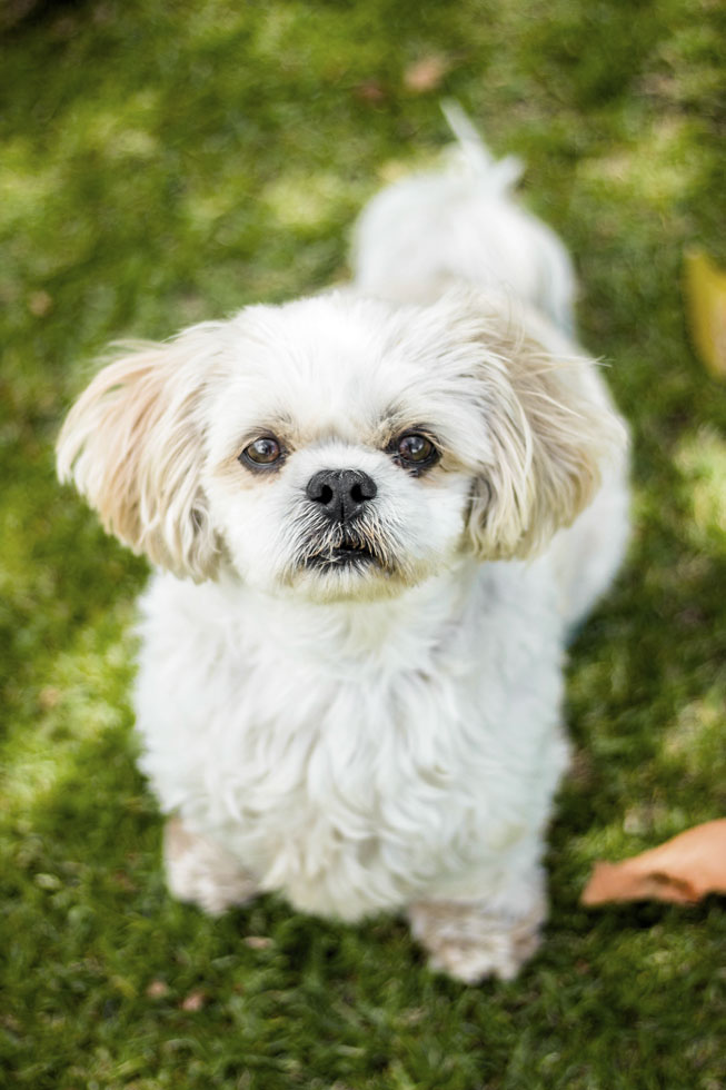 Portrait Coton de Tuléar