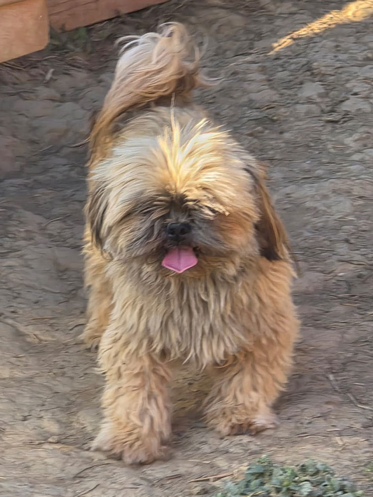 Portrait Shih Tzu brun