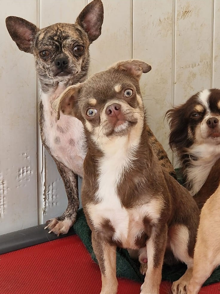 Trois chihuahuas