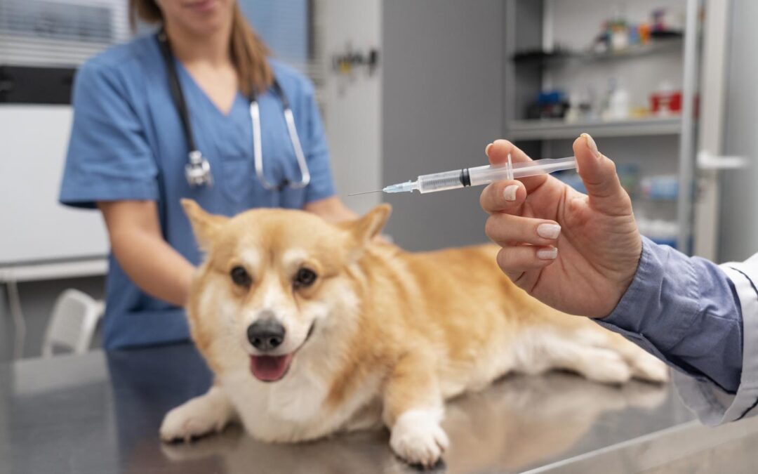 Tests genetiques bilan veterinaire chien