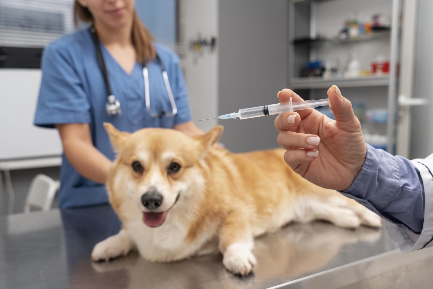 veterinarian-taking-care-pet-dog veterinarian-taking-care-pet-dog